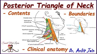 Posterior triangle of neck Anatomy Simplified  Boundaries Contents amp Clinical Anatomy [upl. by Gibbon]