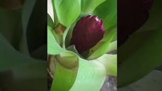 UNBOXING Bromeliads  Vriesea Flaming Sword  shorts plant bromeliads unboxing planttok [upl. by Pet]