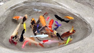 Catching betta fish in the ponds goldfish molly fish koi fish glofish turtles [upl. by Sally]