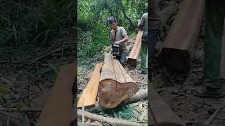 Chainsaw woodcutting skills chainsaw woodwork shorts [upl. by Orella187]