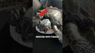 Sea Turtles INFESTED With Tumors 😱 [upl. by Dare944]