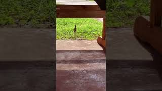 Funny Lizard running on two legs [upl. by Ursas607]