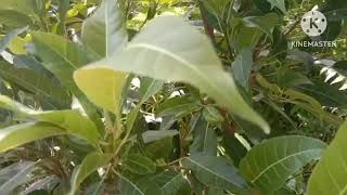 Amazing facts about Pilcan Bori Plant [upl. by Hanae]