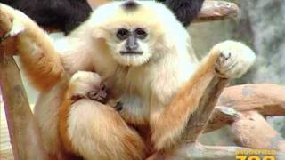 New Baby Gibbon at Brookfield Zoo [upl. by Eihtur]