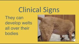 Allergic Reactions in Dogs [upl. by Aysan]