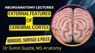 EXTERNAL FEATURES OF CEREBRUM  Borders Surfaces and Poles [upl. by Waddell193]