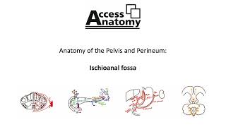 Anatomy of the Pelvis and Perineum 9  Ischioanal Fossa [upl. by Ocsic]