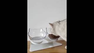 Pet Feeder Bowl with Raised Stand 5501 [upl. by Sanburn]