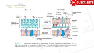 BACTERIOLOGÍA Bacterias Gram  y Gram  Estudios M y C [upl. by Cheke]