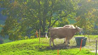 Erlenbach im Simmental  Hinterstockensee amp Oberstockensee [upl. by Lorant]