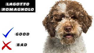 Lagotto Romagnolo Pros and Cons [upl. by Deana745]