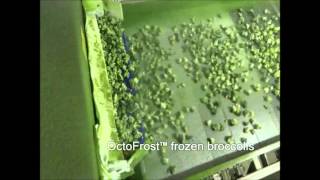 OctoFrost Frozen  IQF Vegetables Broccoli [upl. by Sinai666]