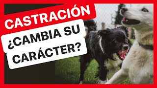 ¿La CASTRACIÓN cambia el CARÁCTER de un PERRO 😱 LA VERDAD 👍 [upl. by Kingsley413]