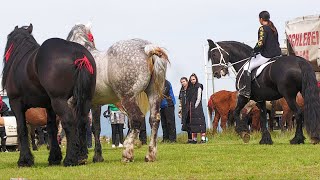 Târg expozițional de cai Săcălășeni  Maramureș 29 Aprilie 2023 ep2 [upl. by Yennej456]