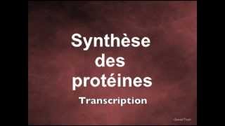 Synthèse des protéines Transcription [upl. by Fran]