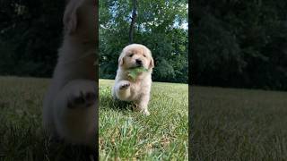 Adorable Golden Retriever puppy playing with a leaf 😍🍁 shorts cute puppy puppies dog dogs [upl. by Ahsinhoj13]