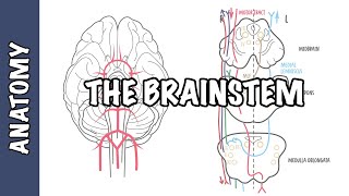 The Brainstem Clinical Anatomy  Rule of 4s midbrain medulla pons [upl. by Notxarb]