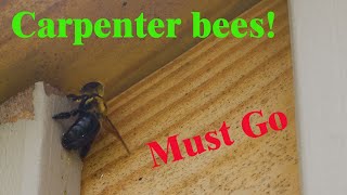 How to Get Rid of Wood Bees  Carpenter bees are a problem [upl. by Mikkanen385]