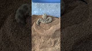 Sahara Sand Viper Burrowing in Sand ORIGINAL [upl. by Nosac]