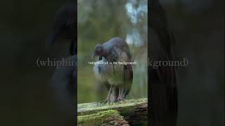 Whipbird in romantic mood birds beautifulbirds birding birdsphotography shorts shortvideo [upl. by Neile]