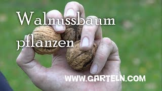 Walnuss pflanzen  Tipps für den eigenen Walnussbaum [upl. by Assyl8]