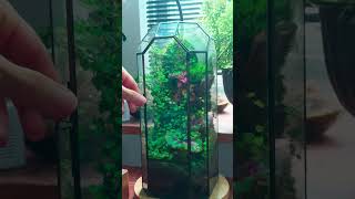 Different ways to water moss terrarium indoorgarden terrariums mossterrarium [upl. by Elodea83]