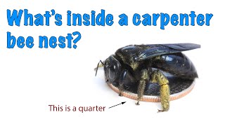 Whats inside a carpenter bee nest [upl. by Alamap]