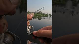 Catching a Stocked Trout in a Pond in Summer youtubeshorts fishspeciestroutfishing trout [upl. by Crissy413]