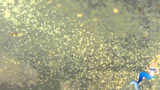 Brachionus Film  Zooplankton  MeerFraucom [upl. by Nnaylloh]