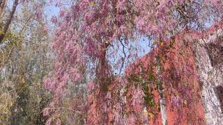 Millettia Peguensis the Moulmein Rosewood at Punjabi University Patiala 13 April2021 [upl. by Towers]