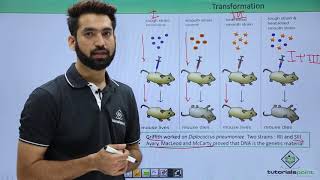 Class 11th – Bacteria Transformation  Biological Classification  Tutorials Point [upl. by Htiderem]