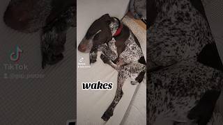 wakes up German Shorthaired Pointer GSP puppy 🤔🙃🐶 newvideo shorts ytshorts viral viralshorts [upl. by Combs]