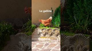 Le galline del nostro vicine [upl. by Howlan]