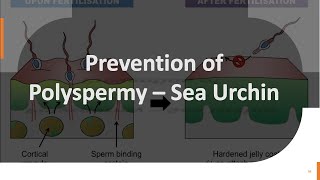 Sea Urchin Fertilization Part 3 Prevention of Polyspermy – in Sea Urchin [upl. by Adnirod]