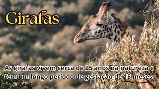 Meditação contemplativa com música relaxante tema Girafas [upl. by Marvella]