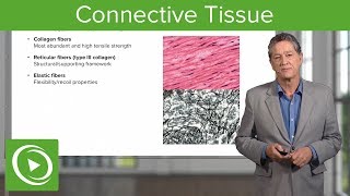 Connective Tissue – Histology  Lecturio [upl. by Hras]