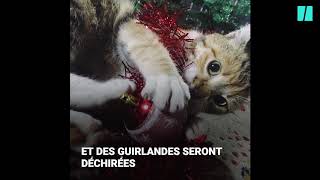 Chat vs sapin le combat de Noël est de retour [upl. by Anomas]