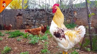 Rooster Crows Non Stop  Rooster Sound Effect  Rooster Crowing in the Morning  Chicken Videos [upl. by Nauqat]