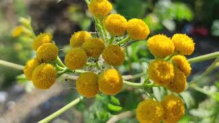 VraticTanacetum VulgareTansy [upl. by Xylon]