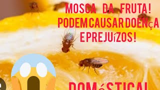 Mosca da Fruta na Sua casa podem causar doenças e Prejuízos [upl. by Michelina]