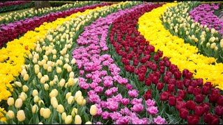 🌷🌹DER KEUKENHOF IN HOLLAND💐🌷  Der wohl schönste und bunteste FrühlingsBlumenPark der Welt TEIL 1 [upl. by Romanas]