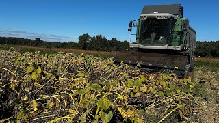 Notre tournesol se couche il est humide mais il faut le récolter pour le sauver [upl. by Ahseila]