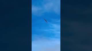 Juvenile Lesser Black Backed Gull Soaring In The Sky At Dawn In Slow Mo birds avian nature [upl. by Edina979]