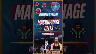 What are Macrophage Cells [upl. by Tterag100]