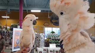 Cockatoos meet each other in pet store hilarity ensues [upl. by Orrin]