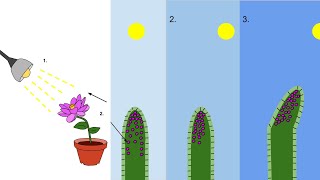 Phototropism Lecture Video  Mechanism Types Importance Example [upl. by Ellenaej]