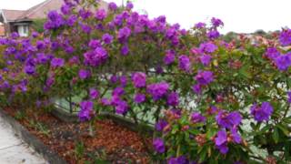 Tibouchina semidecandra flowers vs Tibouchina Noelene  Glory Bush HD 11 [upl. by Azerila]