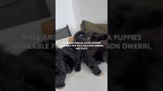 MALE AND FEMALE LHASA PUPPIES AVAILABLE FOR SALE LOCATION OWERRI IMO STATE [upl. by Amehsat629]