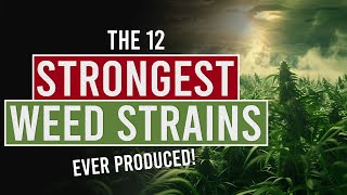 The 12 Strongest Weed Strains Ever Produced [upl. by Tracie761]