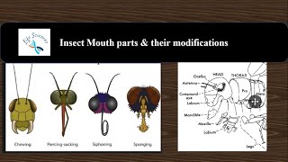 Insect mouthparts  Its modifications  Entomology MOUTH PARTS OF AN INSECT  Insect morphology [upl. by Aldous420]